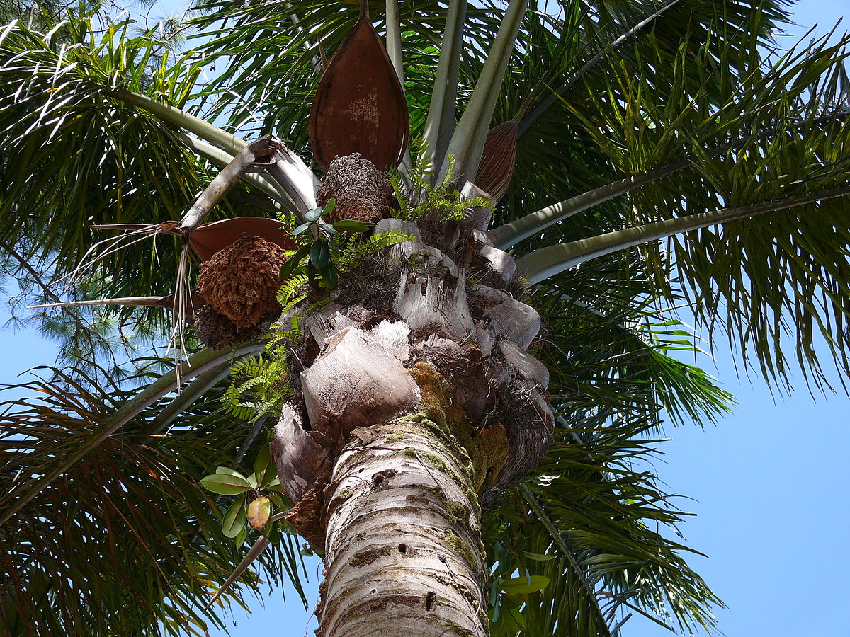 Maripa palm