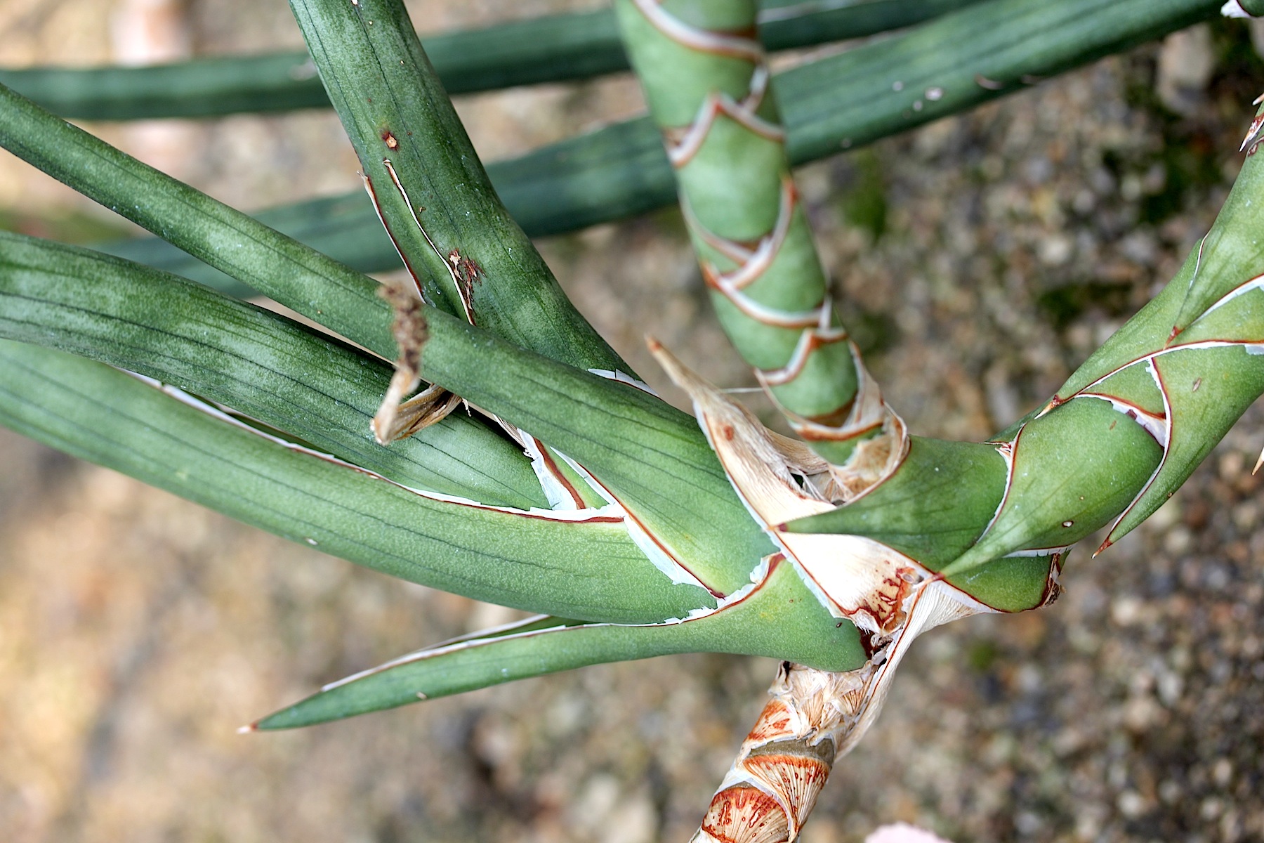 Phillips' sansevieria - Plantsnap - Identify Plants, Trees, Mushrooms With  An App