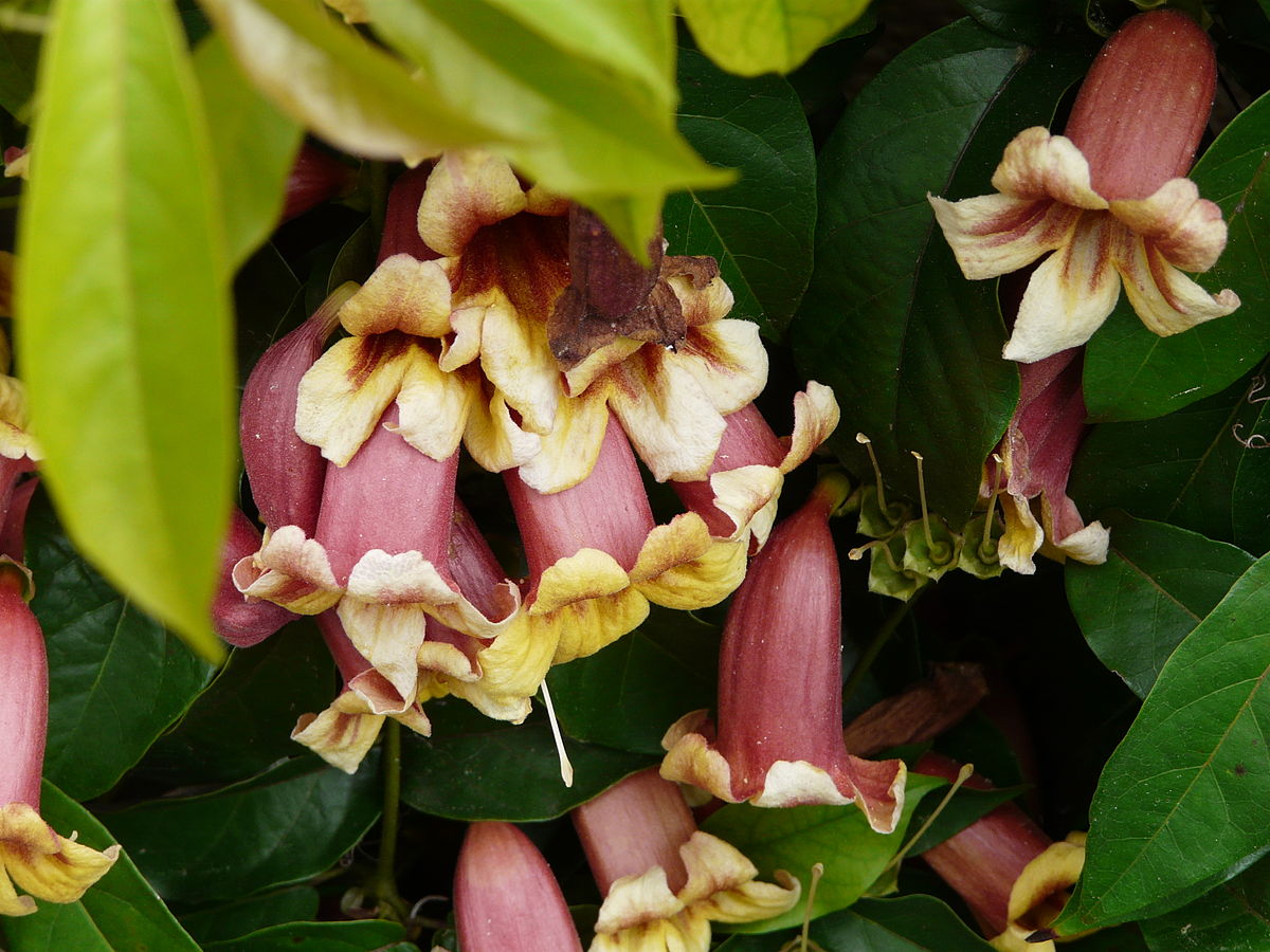 Crossvine