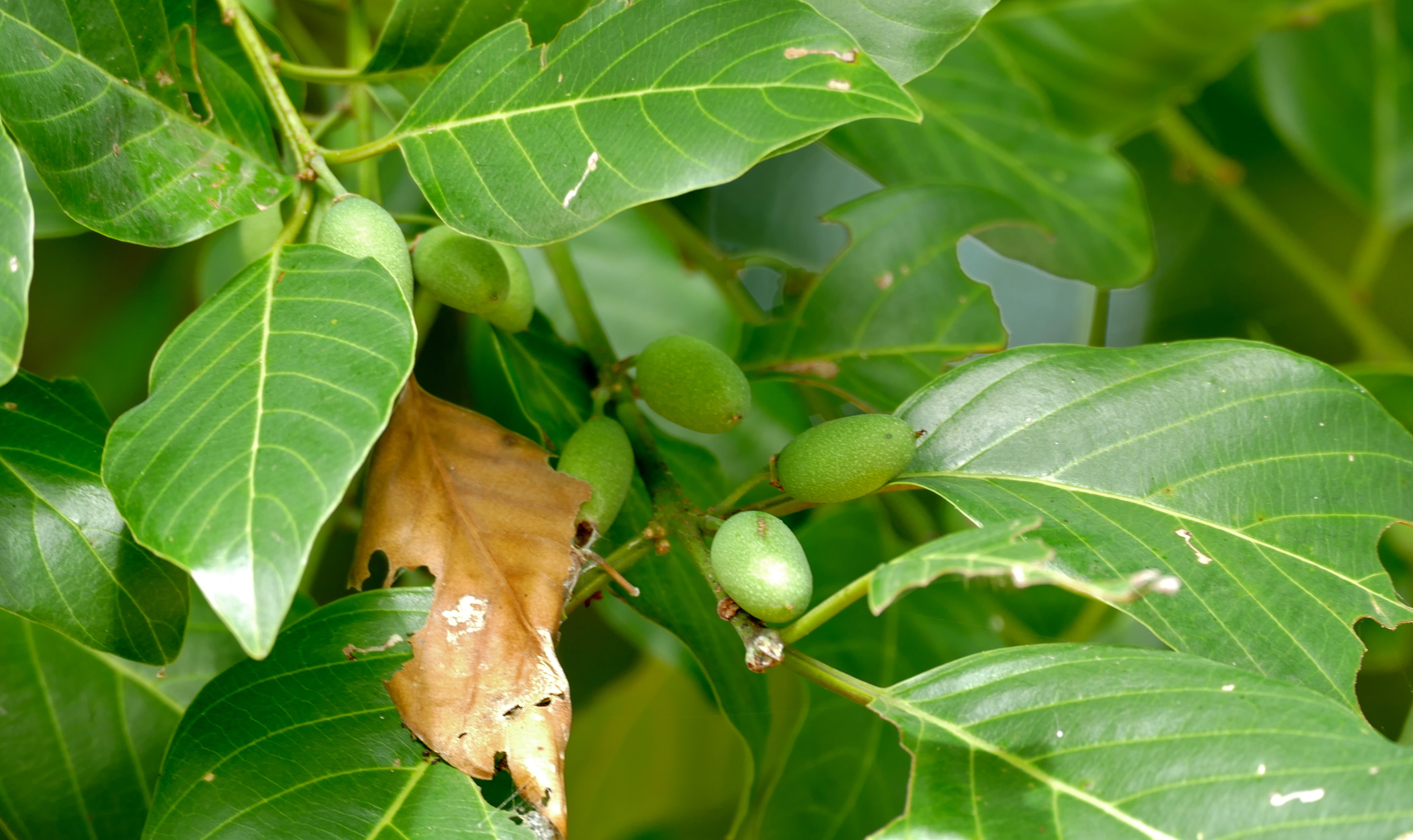 Bird plum