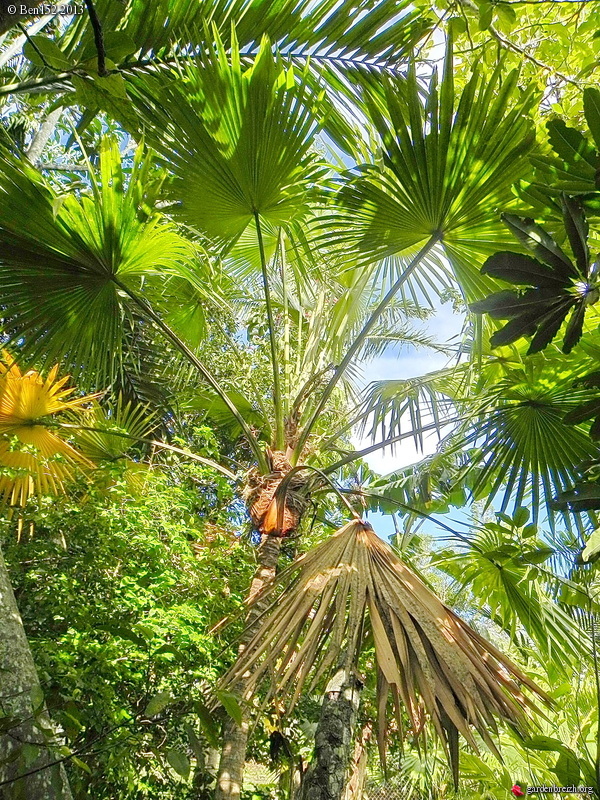 How to care for Jeanneney's fan palm - Complete Plant Care Guide ...