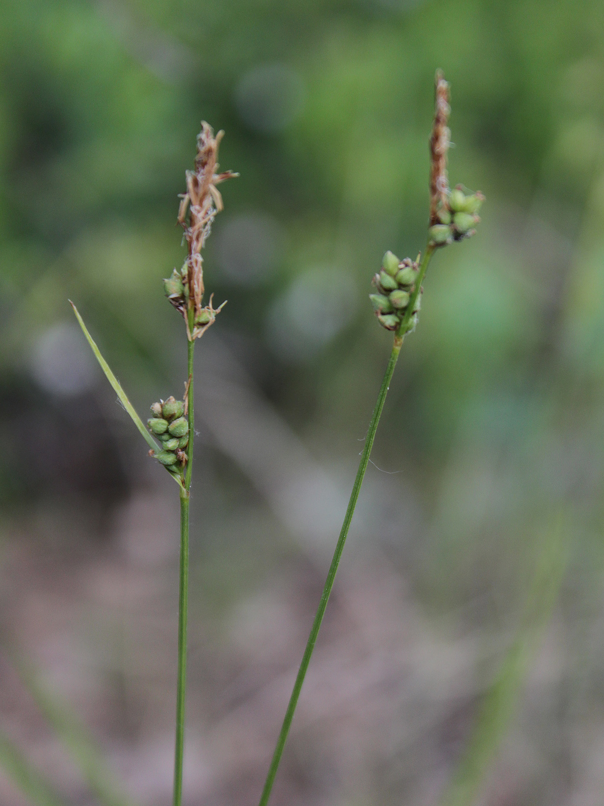 Round-headed sedge