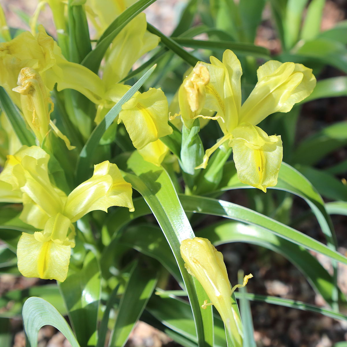 Samarkand iris
