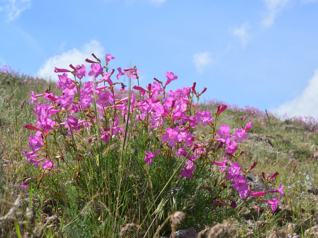 Kyrgyz incarvillea