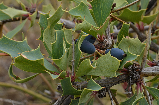 Comber's barberry