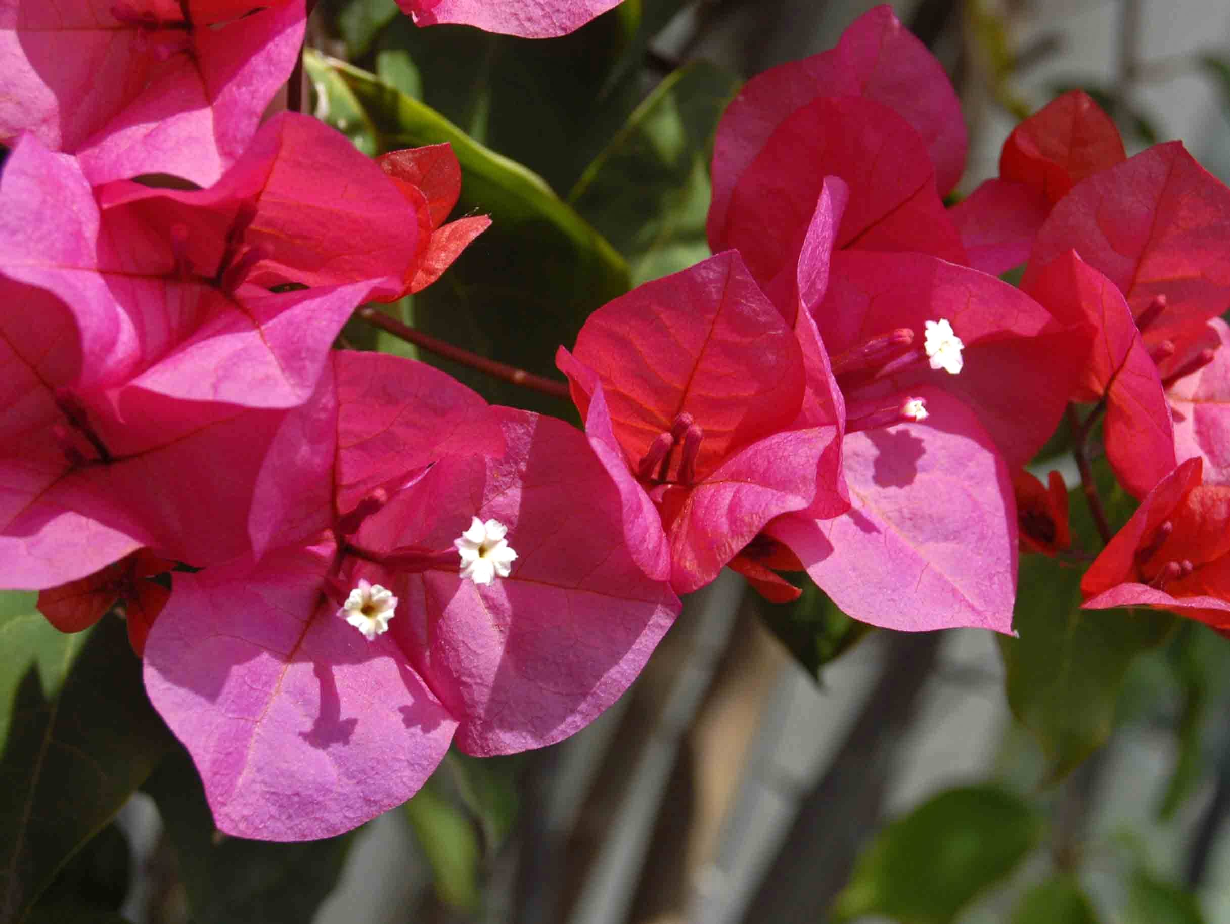 Bougainvillea (Nyctaginaceae Bougainvillea ) - Image 1 of 10