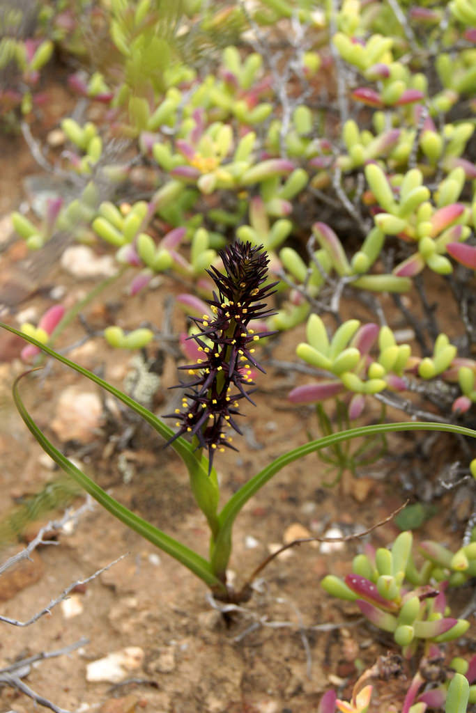 Plantsnap Identify Plants, Trees, Mushrooms With An App