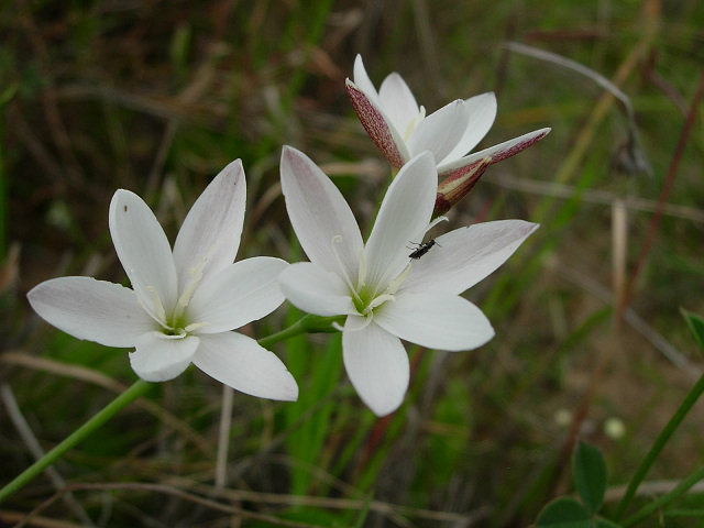 Schizostylis falcata