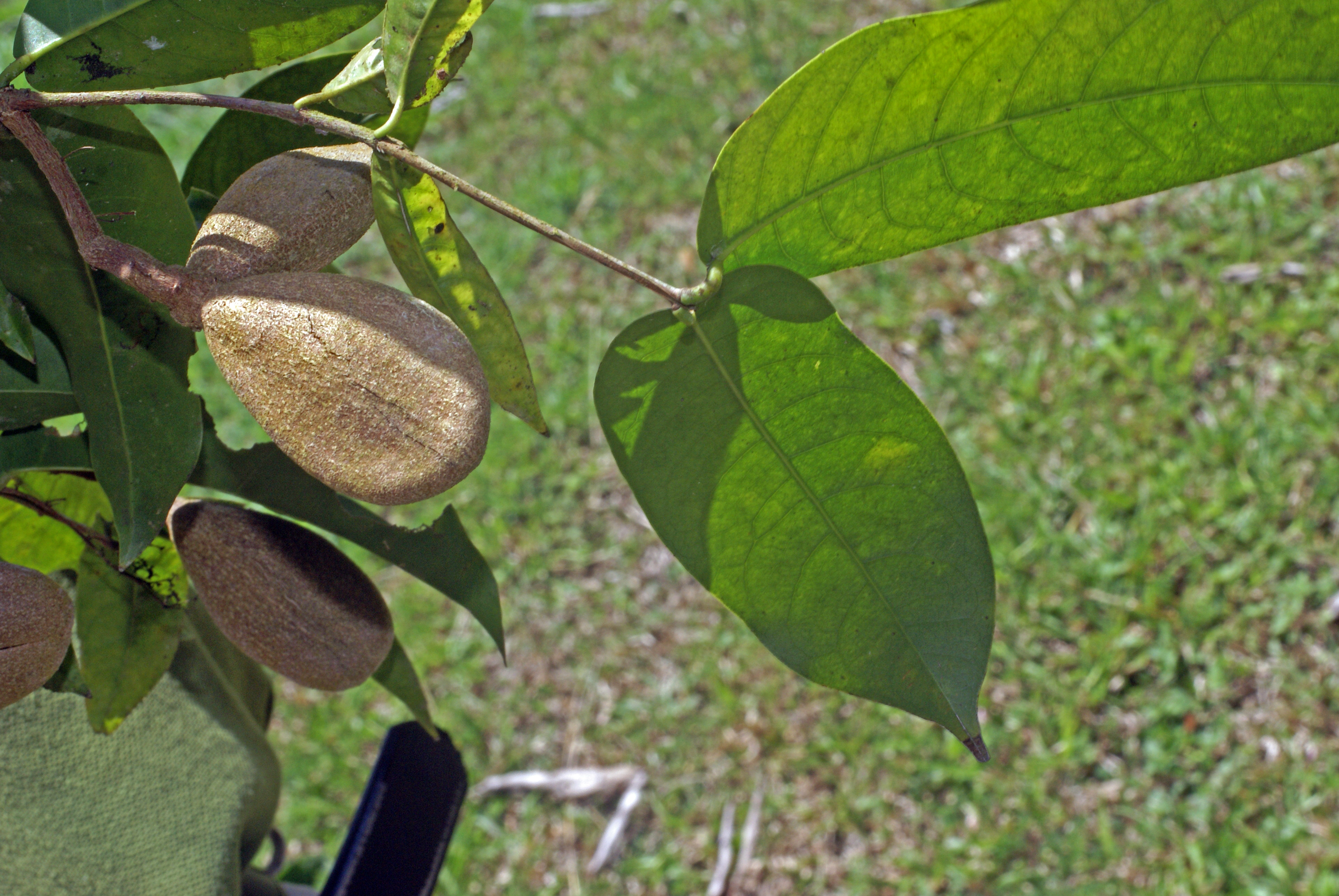 How to care for Cipo-timbó - Complete Plant Care Guide | PlantSnap ...