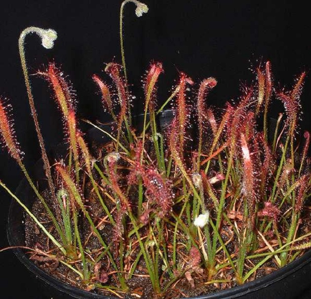 Golden scale sundew