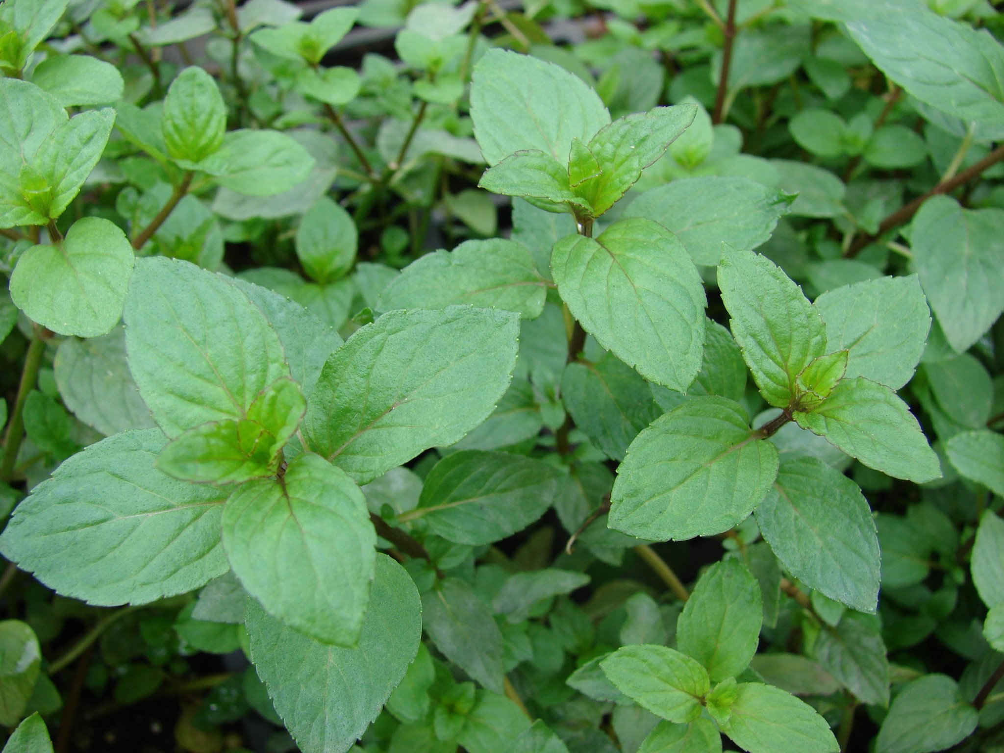 Peppermint (Mentha piperita) - Image 1 of 10