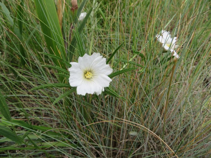 How to care for Bushman's candle - Complete Plant Care Guide ...
