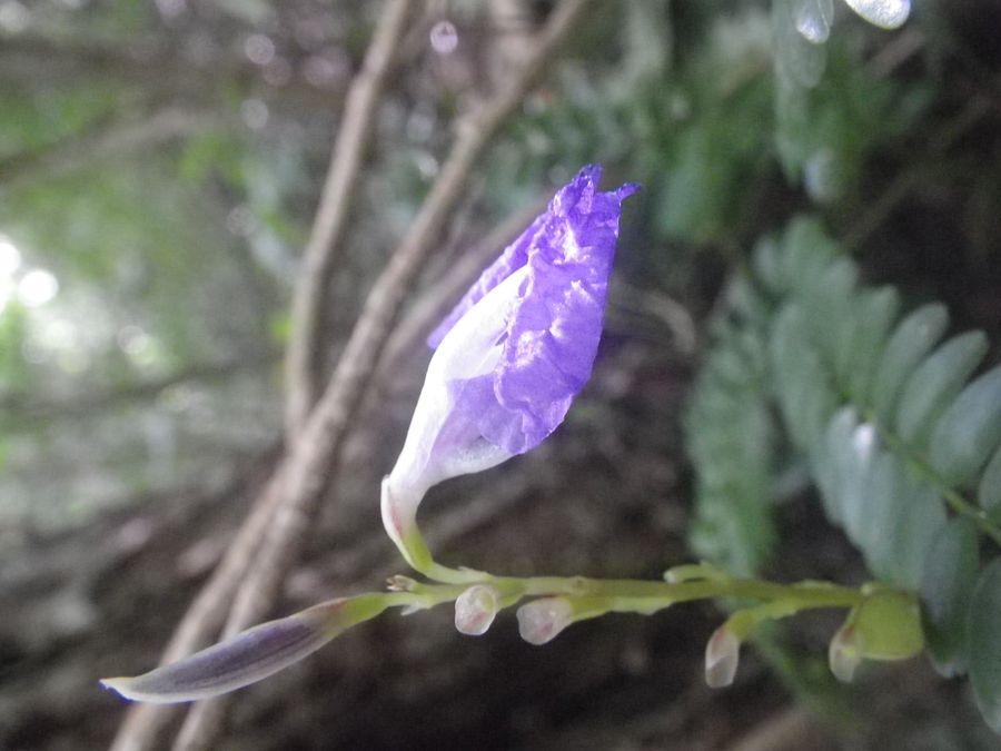 Aulotandra orchid