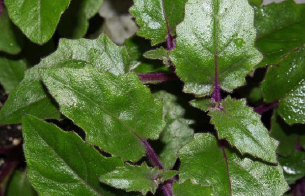 Plant Rba How to care for Okinawan spinach - Complete Plant Care Guide ...
