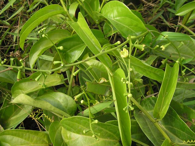 Margaritaria