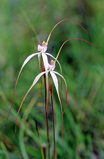 White beauty spider orchid