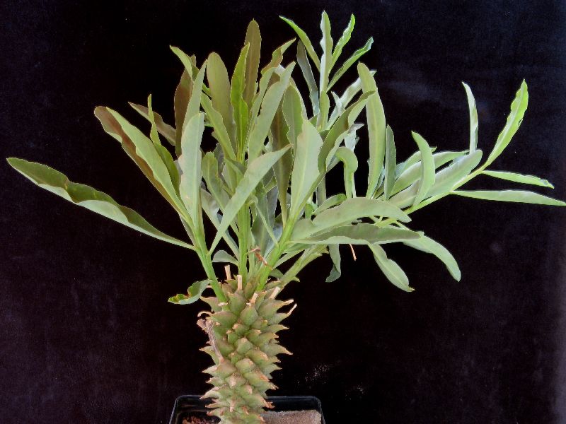 Leistner's spurge