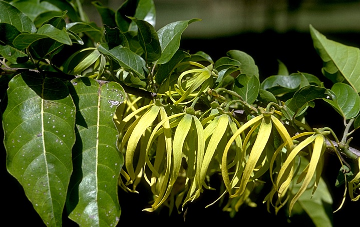 Ylang-ylang