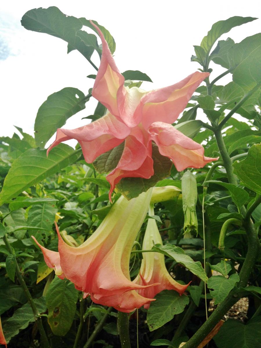 Pink angel's trumpet