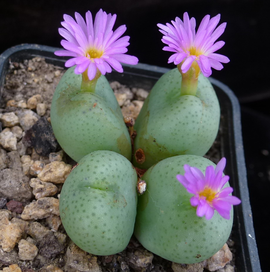 Button plants - Plantsnap - Identify Plants, Trees, Mushrooms With