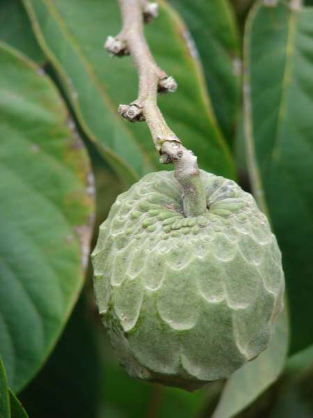Cherimoyaの育て方 - 完全お手入れガイド | PlantSnap - Plantsnap