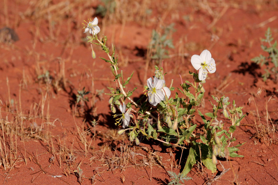 Spectacle Pod How to care for Spectacle-pod evening-primrose - Complete Plant Care ...