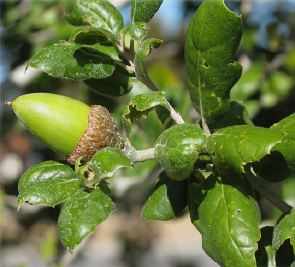 Coast live oak