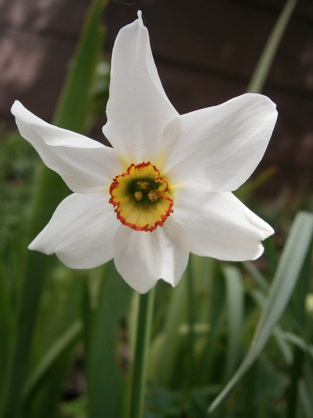 Poet's narcissus