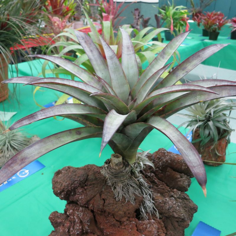 Mima tillandsiaの育て方 - 完全お手入れガイド | PlantSnap