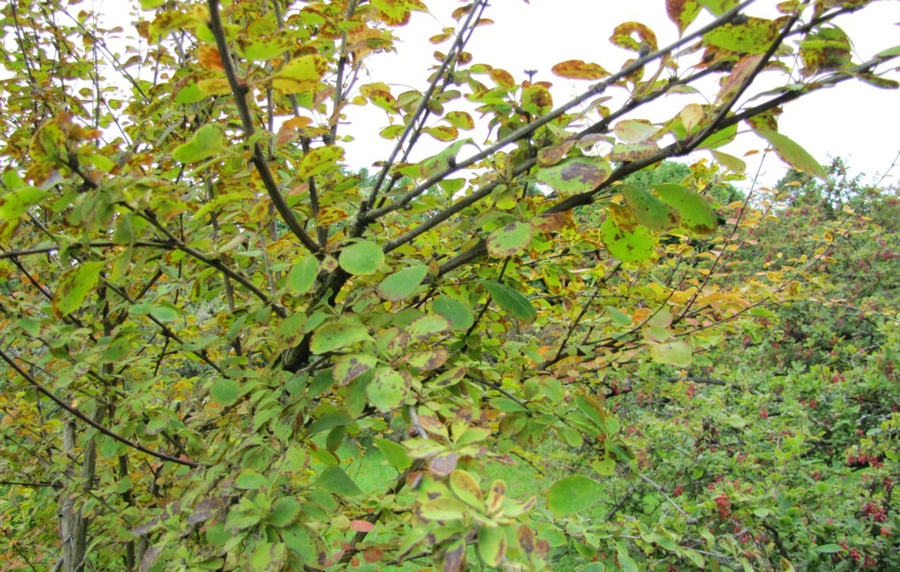Barberry