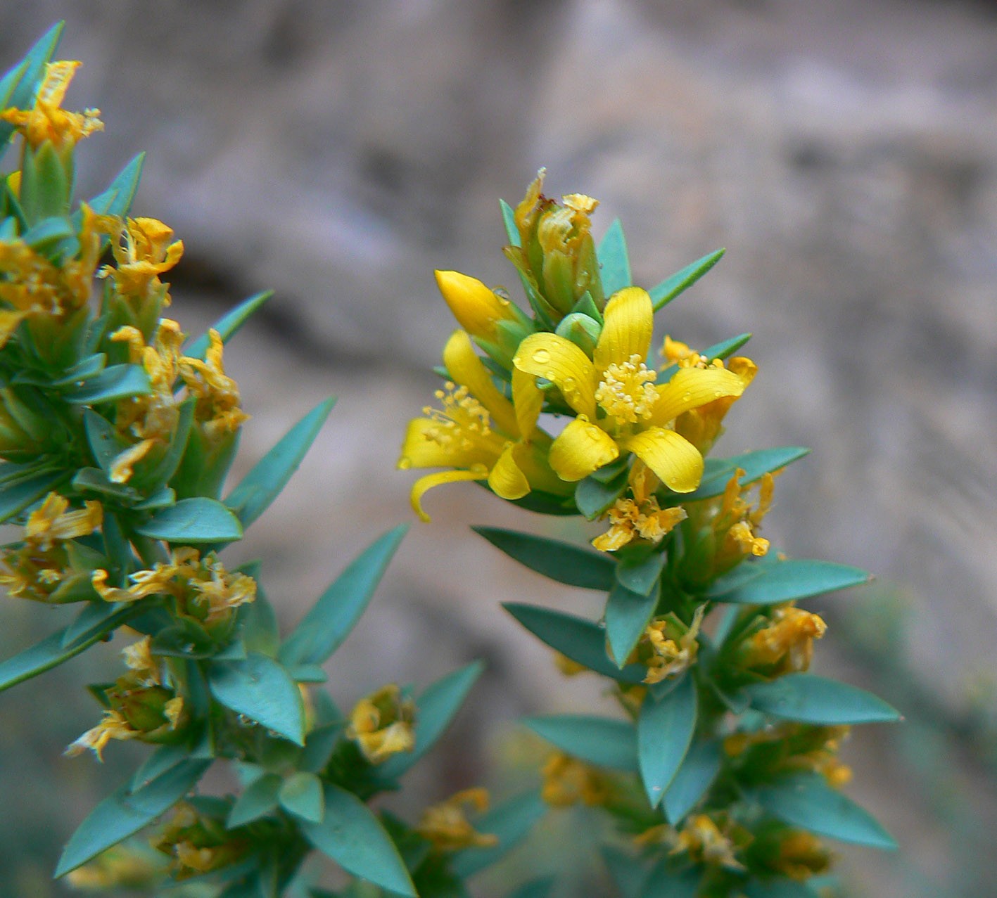 Egyptian st. john's wort