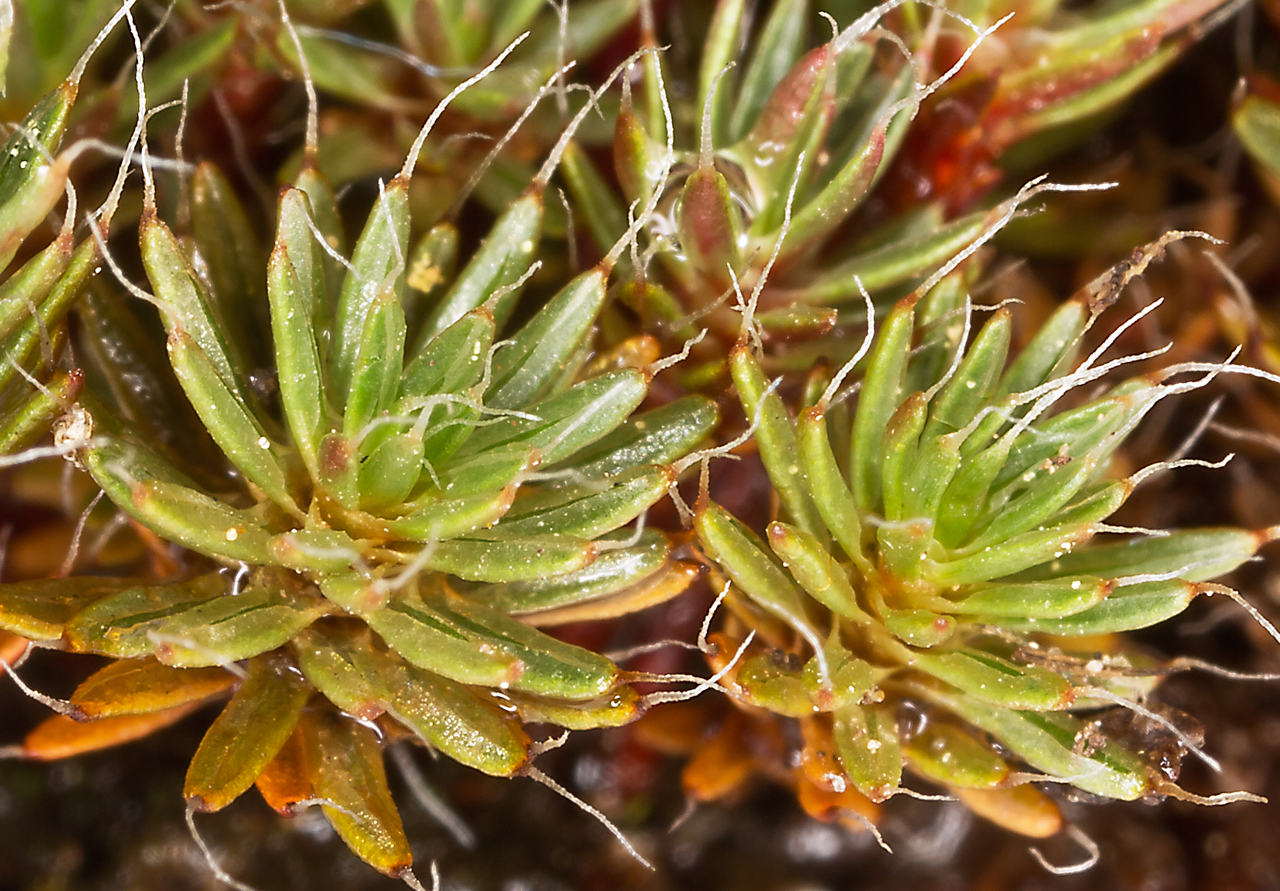 Bristly haircap moss