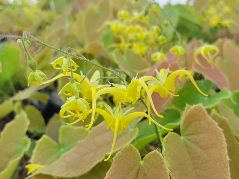 Lishihchen's barrenwort