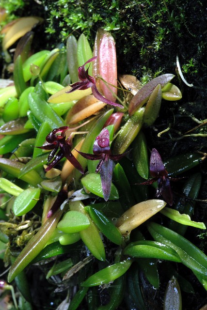 Bulbophyllum orchid