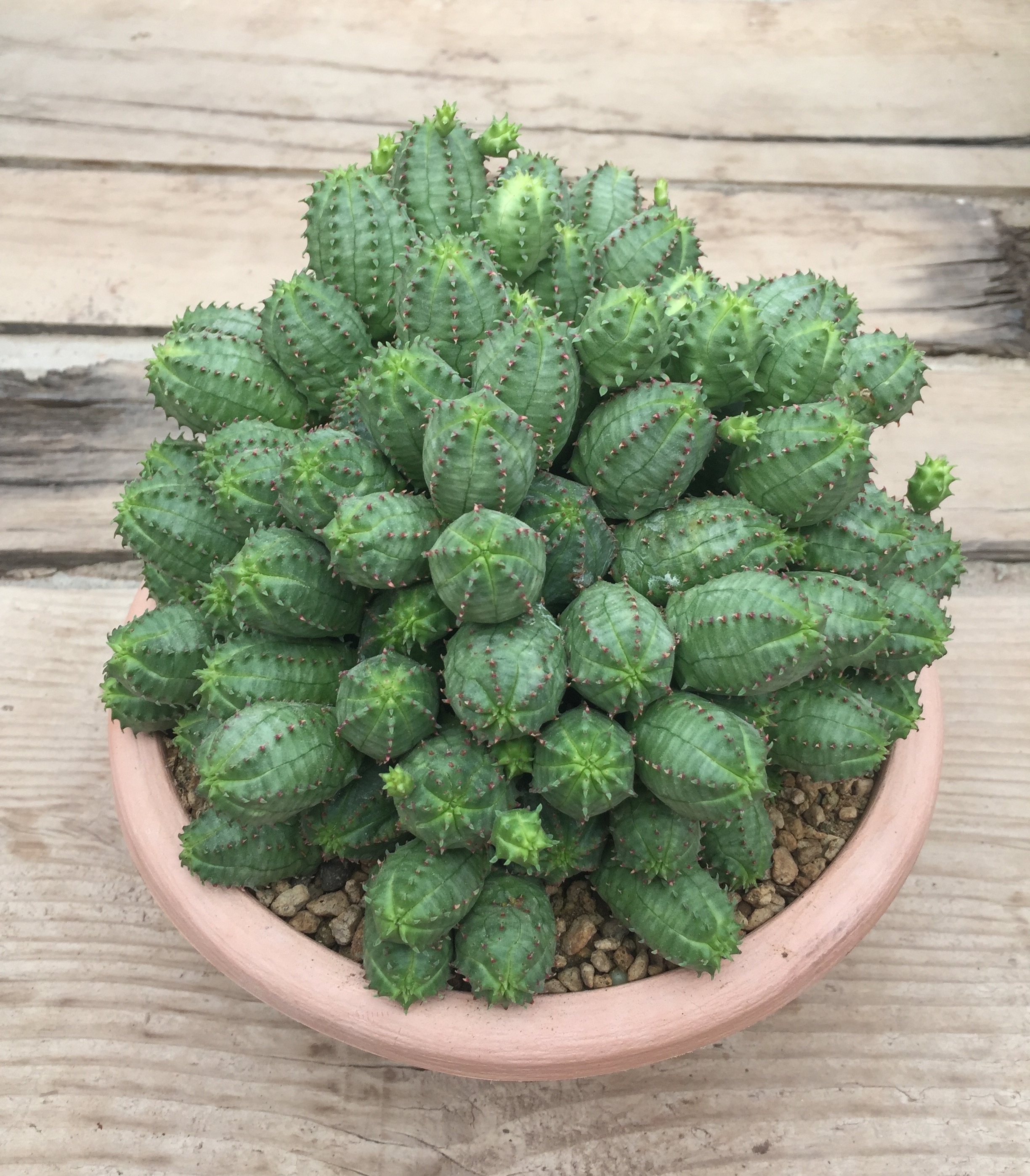 False globose spurgeの育て方 - 完全お手入れガイド | PlantSnap