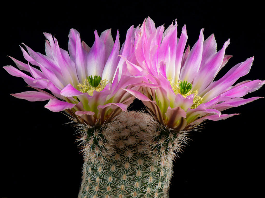 Rainbow cactus