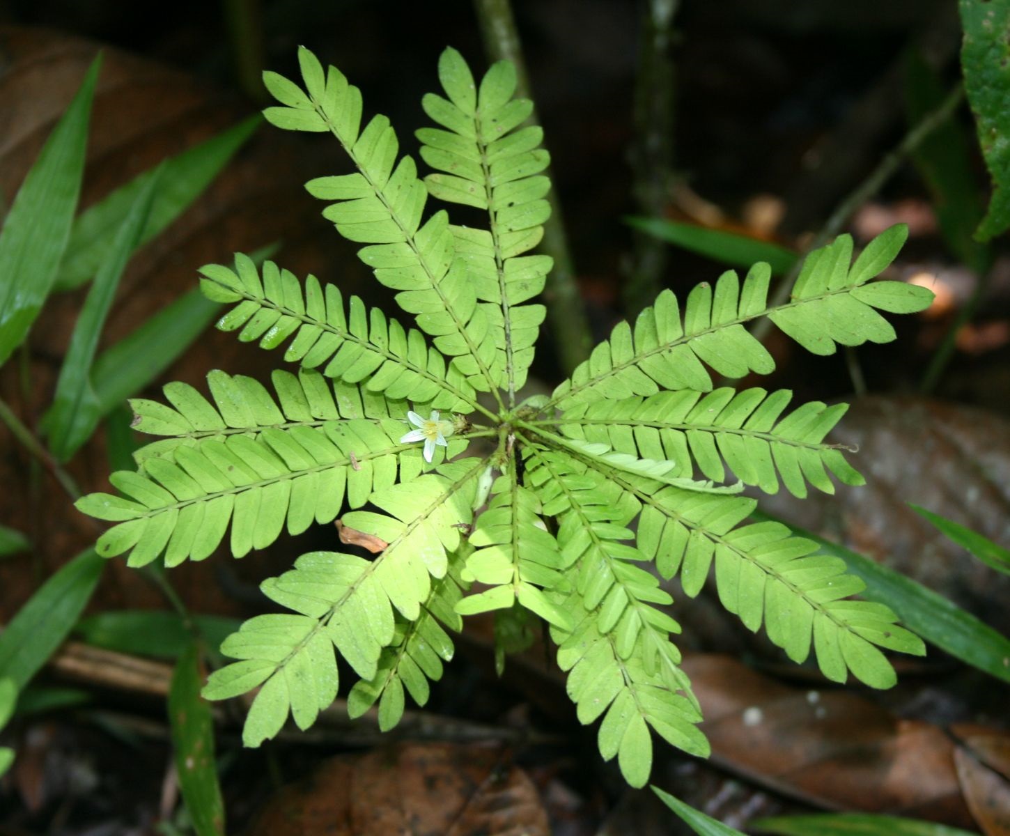 Plantsnap – Identify Plants, Trees, Mushrooms With An App