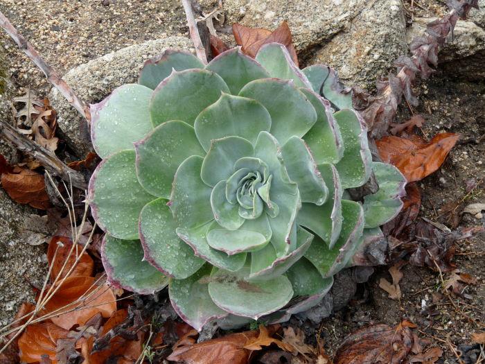 How to care for Chalk liveforever - Complete Plant Care Guide | PlantSnap -  Plantsnap - Identify Plants, Trees, Mushrooms With An App