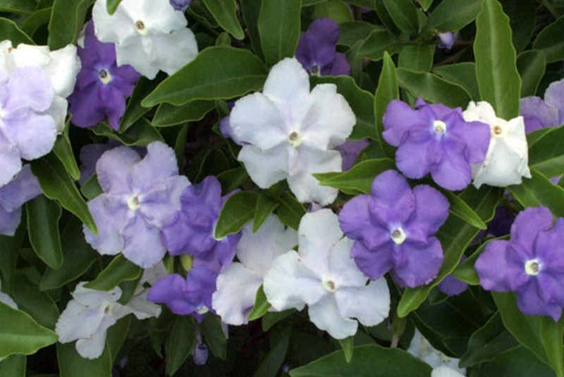 Royal purple brunfelsia