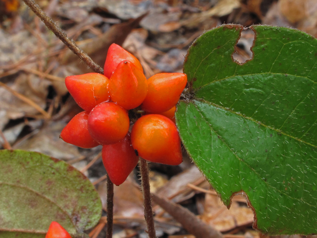 Wild sarsaparilla