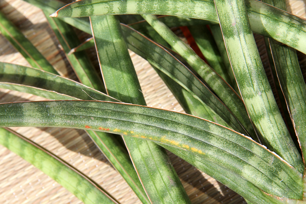Mother-in-law's tongue - Plantsnap - Identify Plants, Trees, Mushrooms With  An App