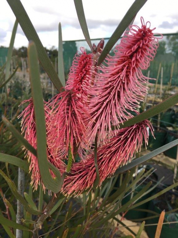 Grass-leaf hakea
