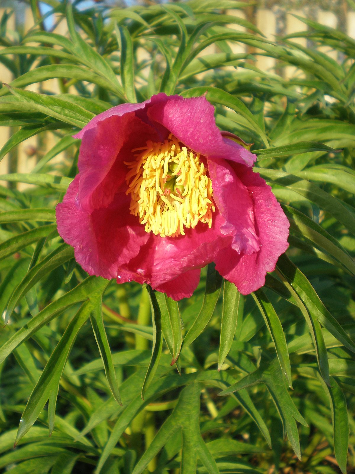 Peony