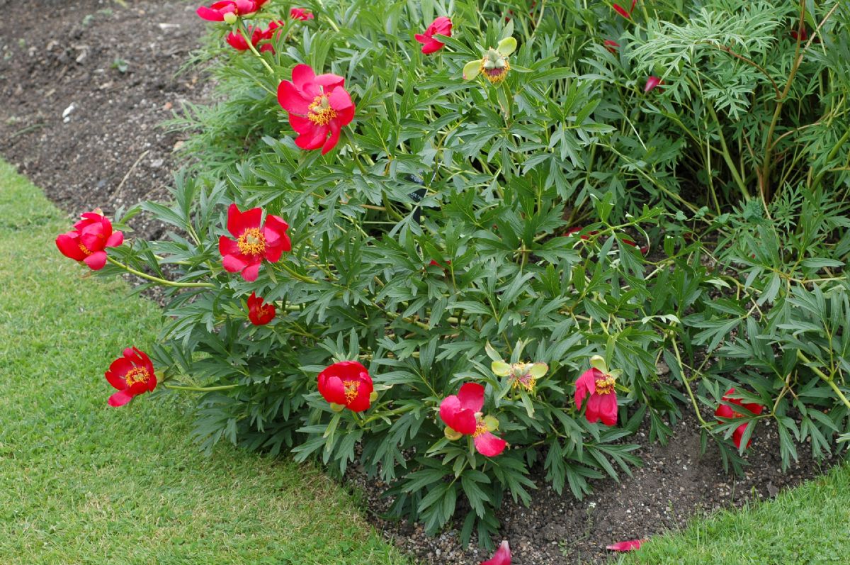 Balkan peony