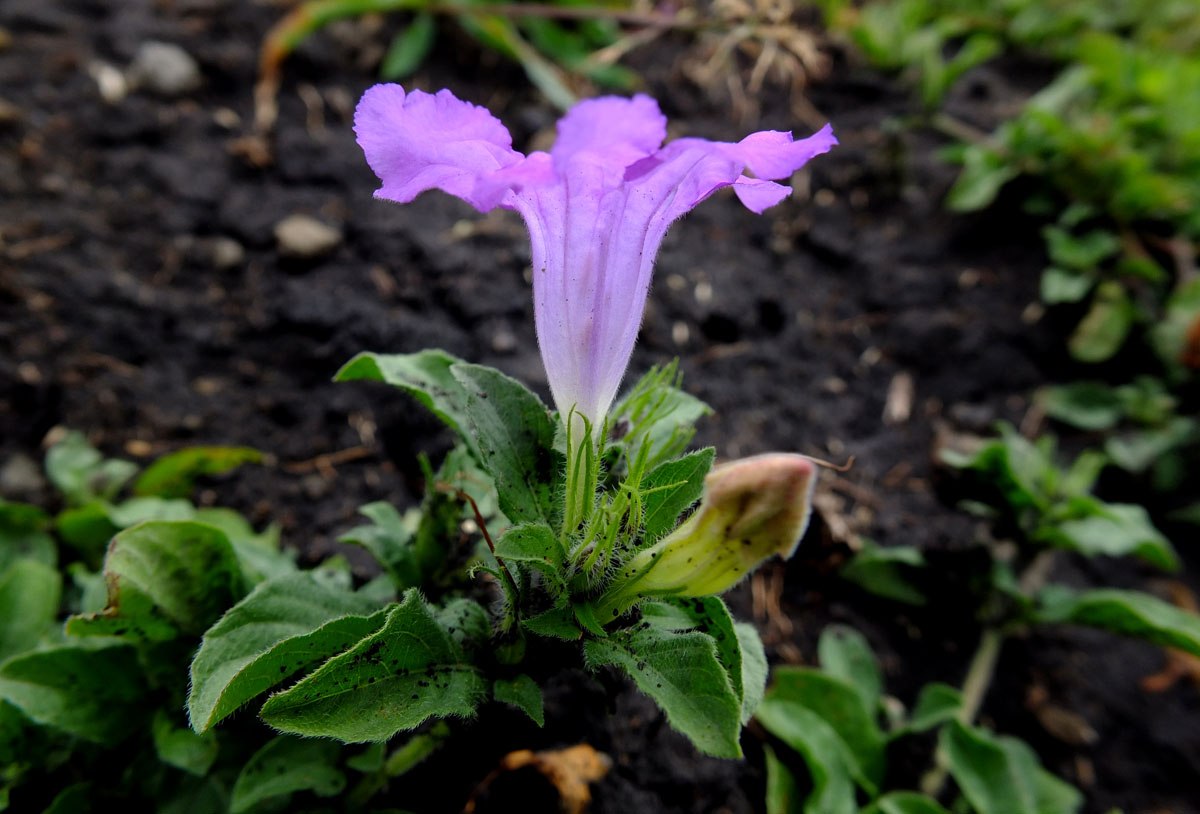 White ruellia
