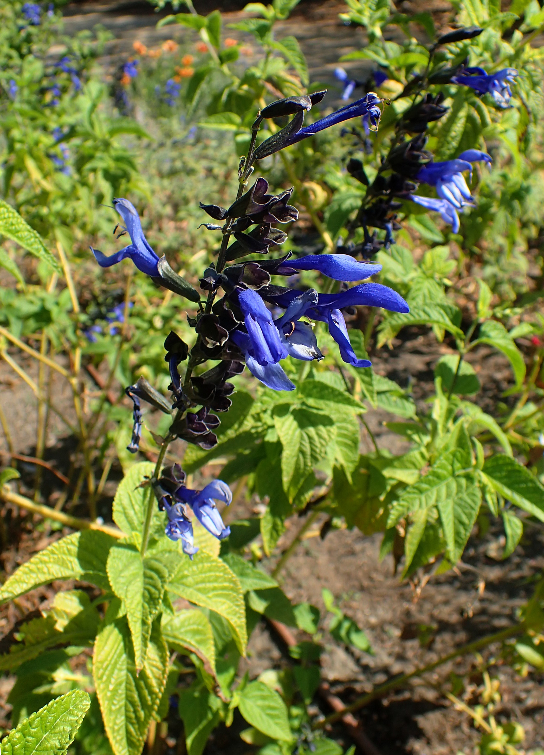 Blue sage