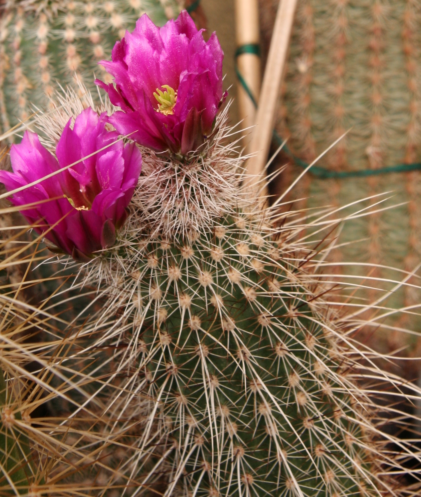 Apache hedgehog cactus