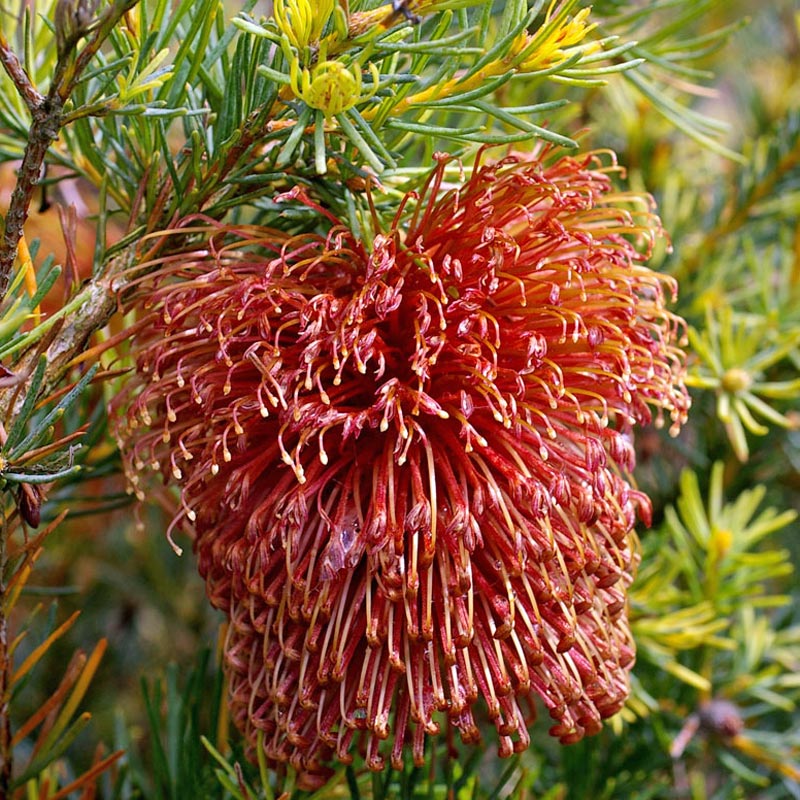 Nodding banksia