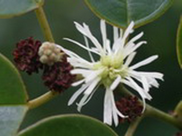 Chinese fringe flower