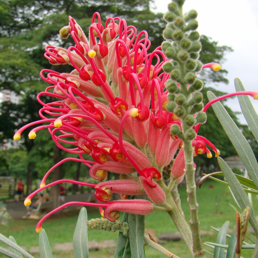 Banks' grevillea